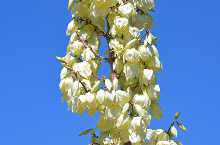 Soaptree Yucca has beautiful showy cream white pendent flowers. The attractive clusters of bell-shaped flowers bloom along the sides of a long flowering stalk that may reach 7 feet tall. Yucca elata 